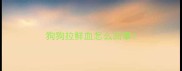 狗狗拉鲜血怎么回事