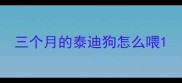 三个月的泰迪狗怎么喂