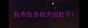 拉布拉多幼犬拉肚子