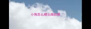 小狗怎么喂云南白药