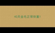 40天金毛正常体重