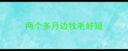两个多月边牧毛好短