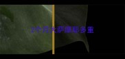 2个月大萨摩耶多重