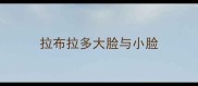 拉布拉多大脸与小脸