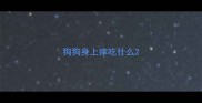狗狗身上痒吃什么