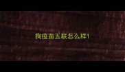 狗疫苗五联怎么样