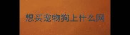 想买宠物狗上什么网