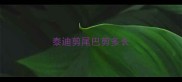 泰迪剪尾巴剪多长