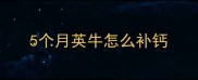 5个月英牛怎么补钙