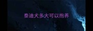 泰迪犬多大可以抱养