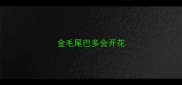 金毛尾巴多会开花