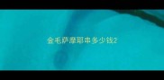 金毛萨摩耶串多少钱