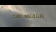 比熊打完疫苗狂躁