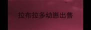 拉布拉多幼崽出售