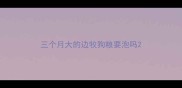 三个月大的边牧狗粮要泡吗