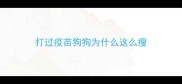 打过疫苗狗狗为什么这么瘦