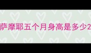 萨摩耶五个月身高是多少