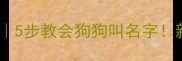 小狗名字训练方法5步教会狗狗叫名字新手必看全攻略