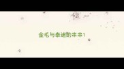 金毛与泰迪的串串