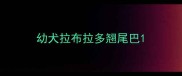 幼犬拉布拉多翘尾巴