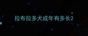 拉布拉多犬成年有多长