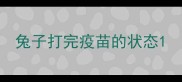 兔子打完疫苗的状态