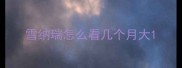 雪纳瑞怎么看几个月大