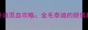 香槟色泰迪红泰迪混血攻略金毛泰迪的颜值巅峰与养护全指南
