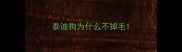 泰迪狗为什么不掉毛