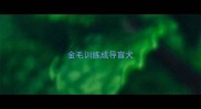 金毛训练成导盲犬