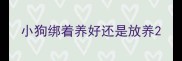 小狗绑着养好还是放养