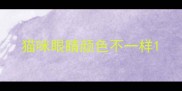 猫咪眼睛颜色不一样