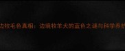 蓝陨边牧毛色真相边境牧羊犬的蓝色之谜与科学养护指南
