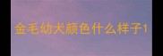 金毛幼犬颜色什么样子