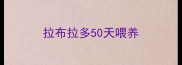 拉布拉多50天喂养