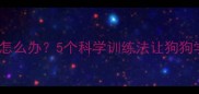 拉布拉多不叫怎么办5个科学训练法让狗狗学会正确吠叫