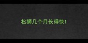 松狮几个月长得快