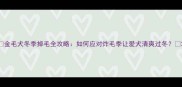 金毛犬冬季掉毛全攻略如何应对炸毛季让爱犬清爽过冬