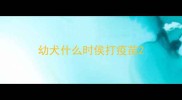幼犬什么时侯打疫苗