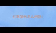 红眼猫咪怎么辨别