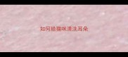 如何给猫咪清洗耳朵