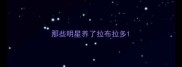 那些明星养了拉布拉多
