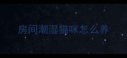 房间潮湿猫咪怎么养