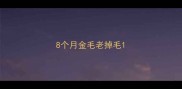 8个月金毛老掉毛