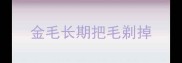 金毛长期把毛剃掉
