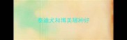 泰迪犬和博美哪种好