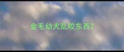金毛幼犬乱咬东西
