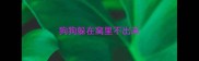 狗狗躲在窝里不出来