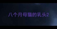 八个月母猫的乳头