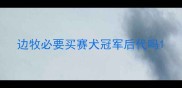 边牧必要买赛犬冠军后代吗
